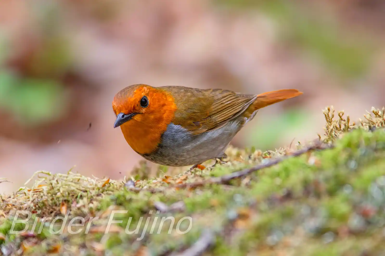 野鳥写真・コマドリの写真