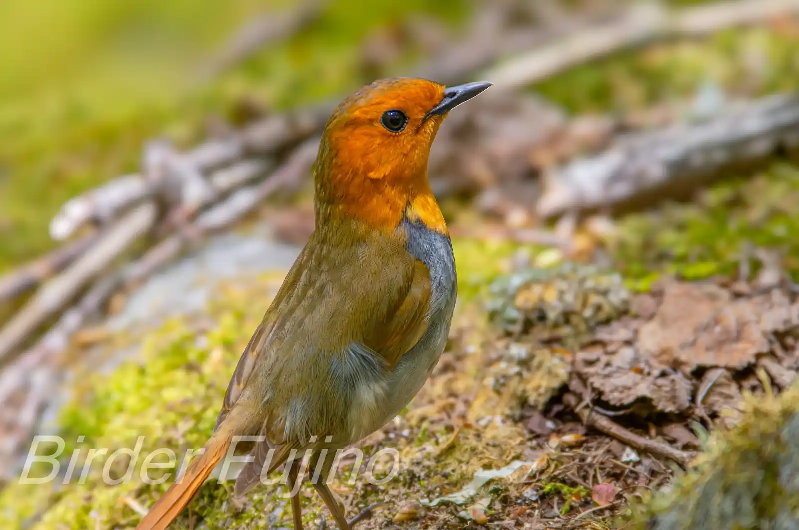野鳥写真・コマドリの写真
