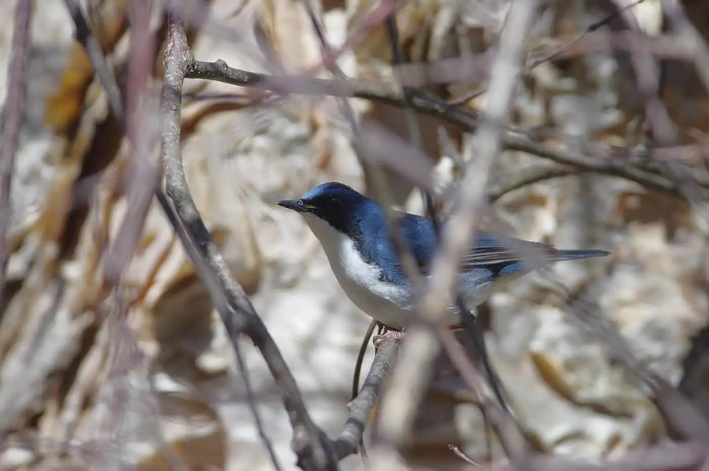 野鳥写真・コルリの写真