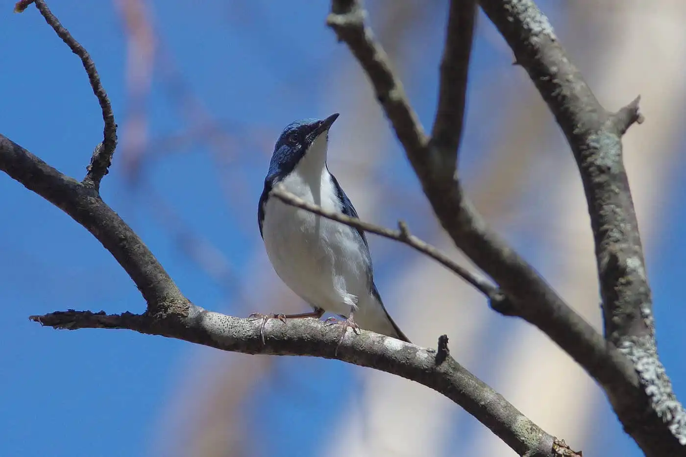 野鳥写真・コルリの写真