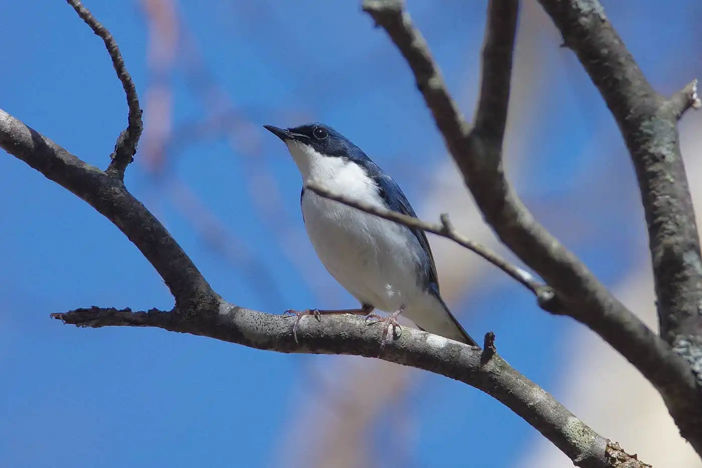 野鳥写真・コルリの写真