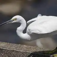 野鳥写真・コサギ