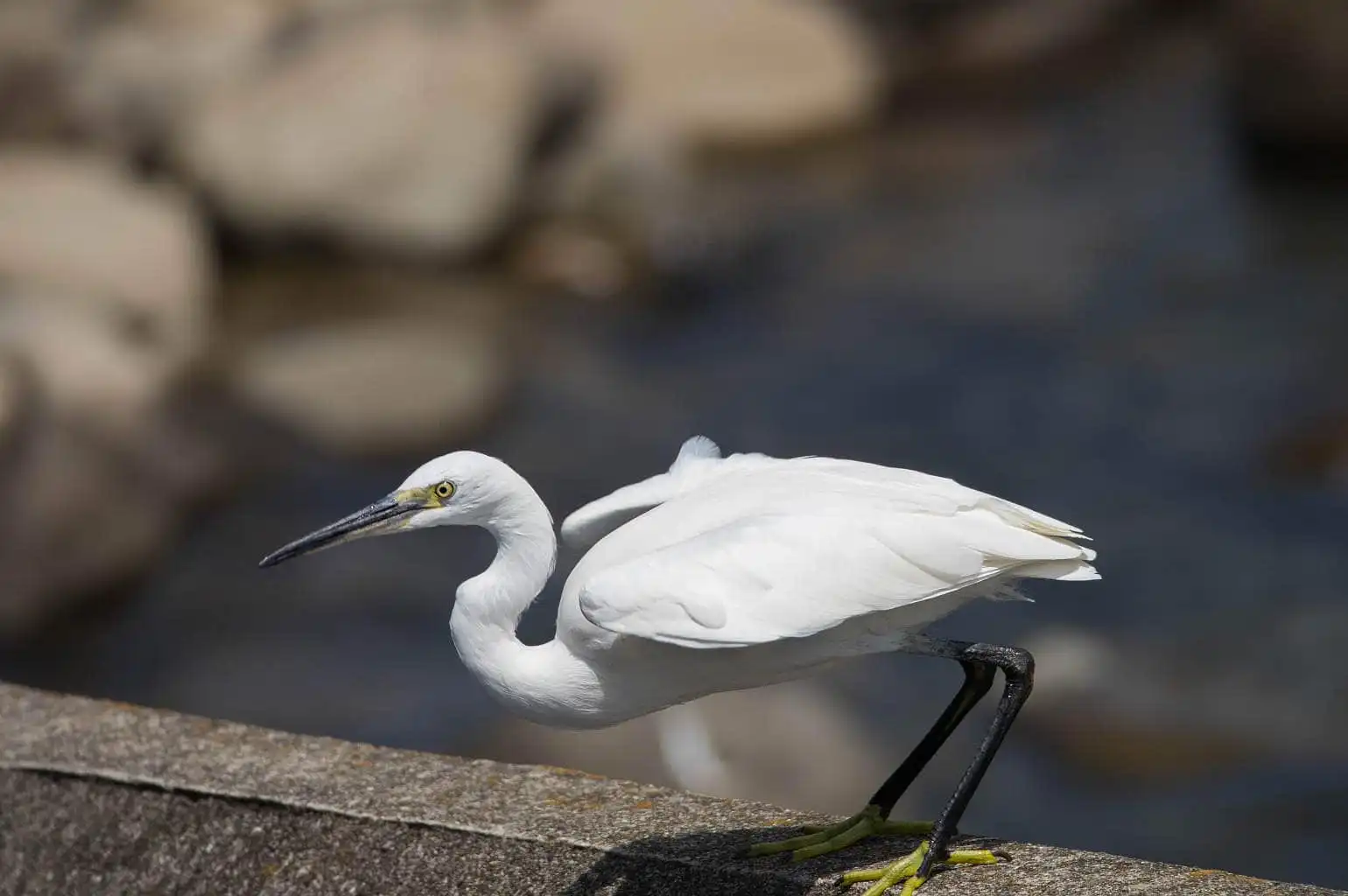野鳥写真・コサギの写真