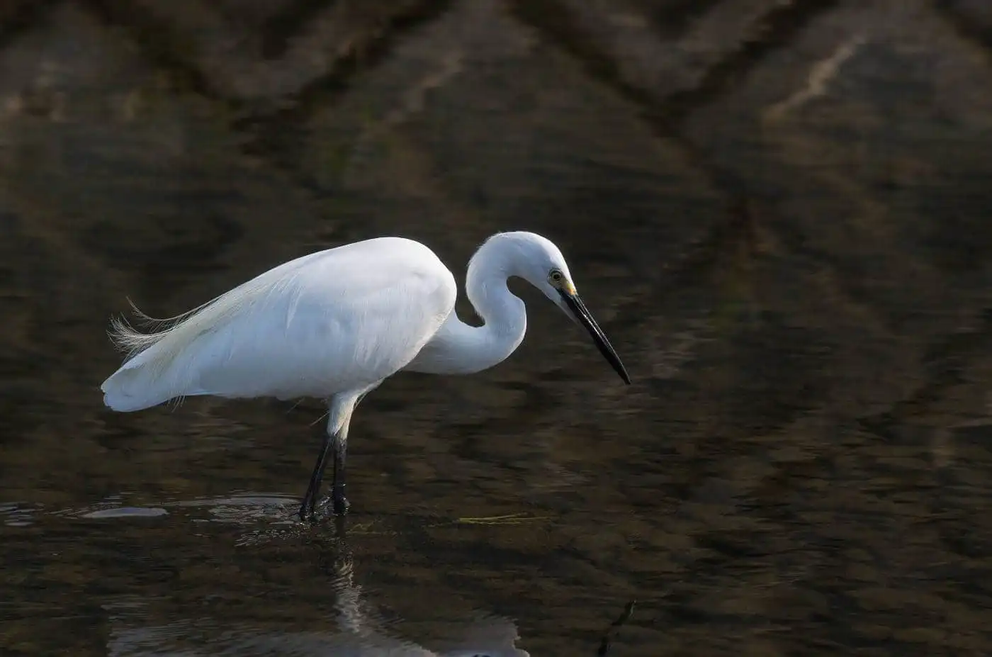 野鳥写真・コサギの写真