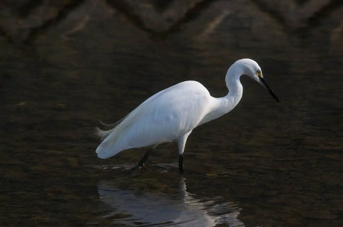 野鳥写真・コサギの写真