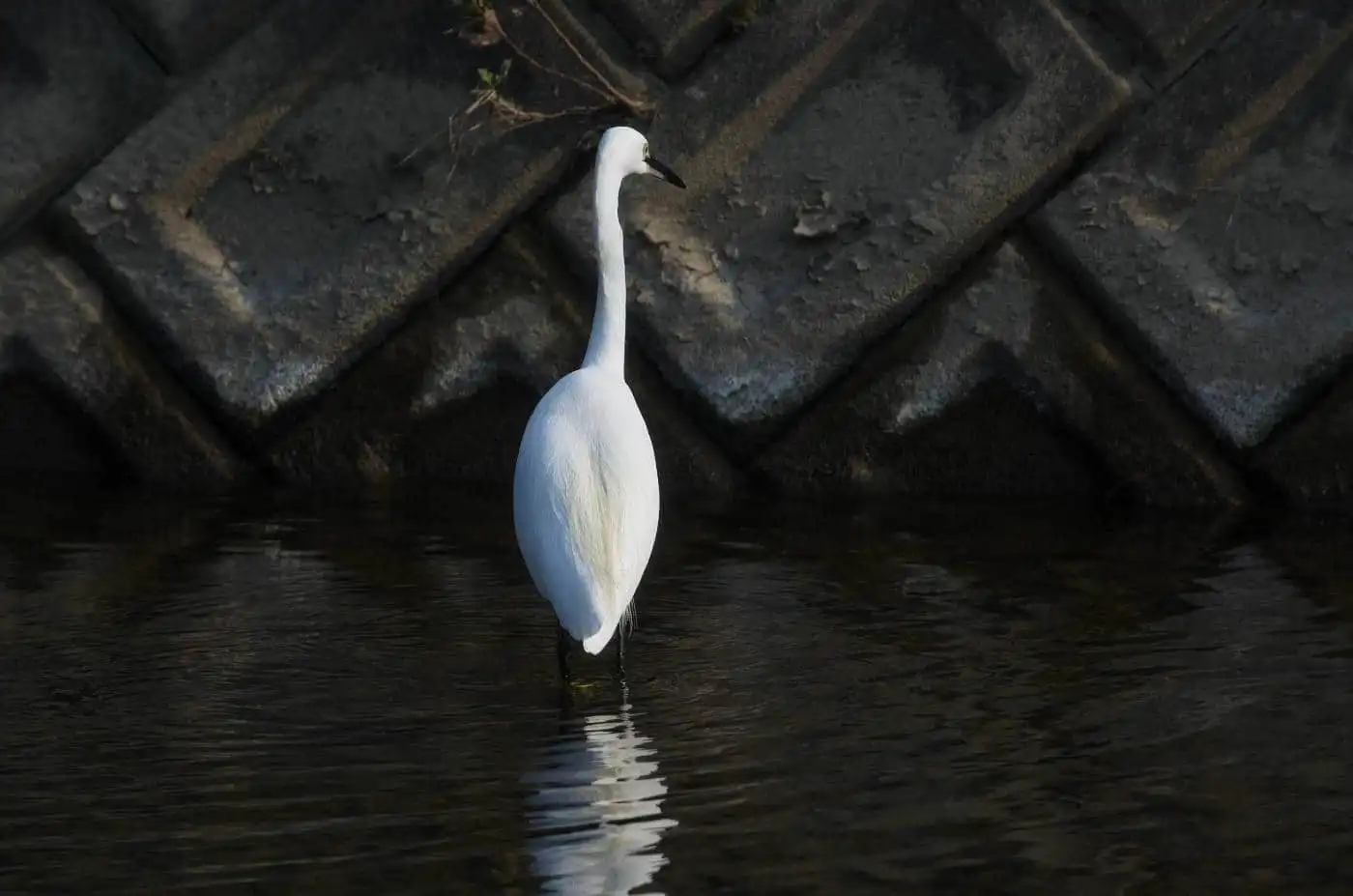 野鳥写真・コサギの写真