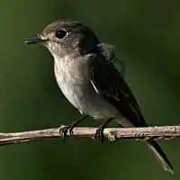 野鳥写真・コサメビタキ