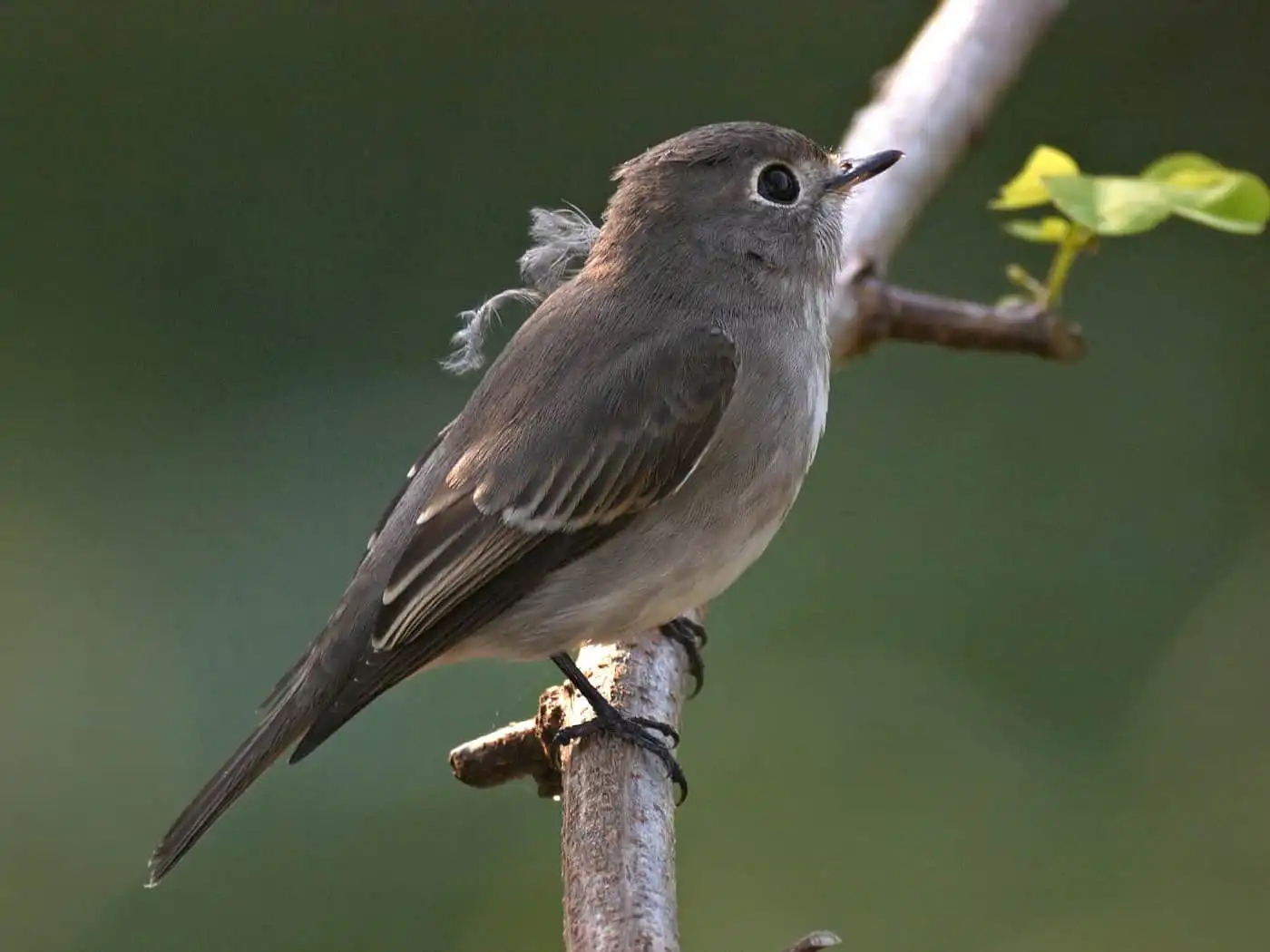 野鳥・コサメビタキの写真画像