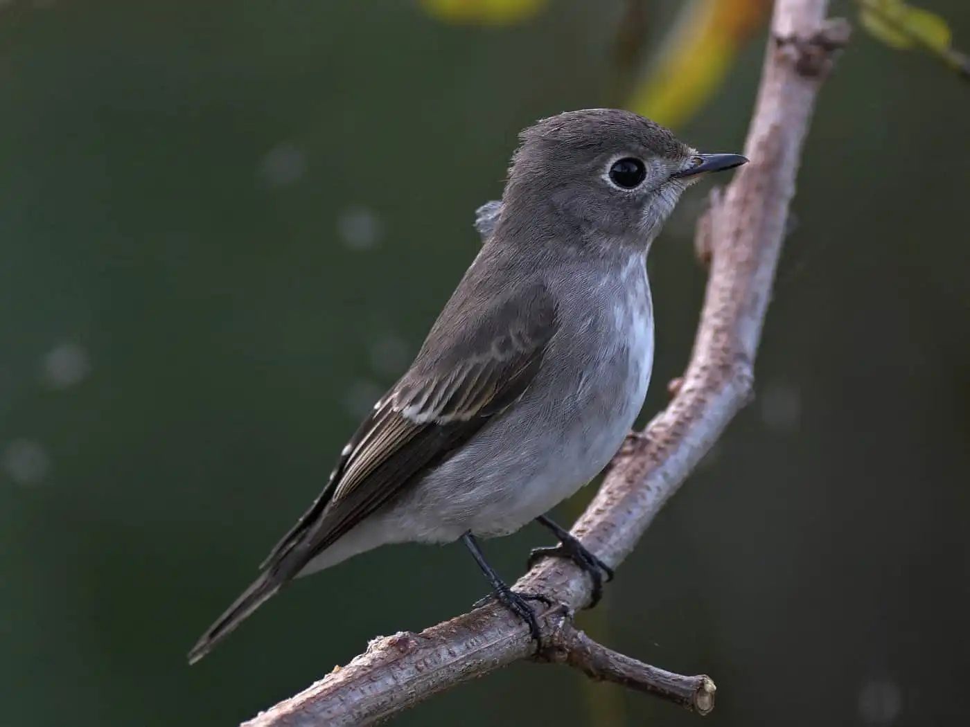 野鳥・コサメビタキの写真画像