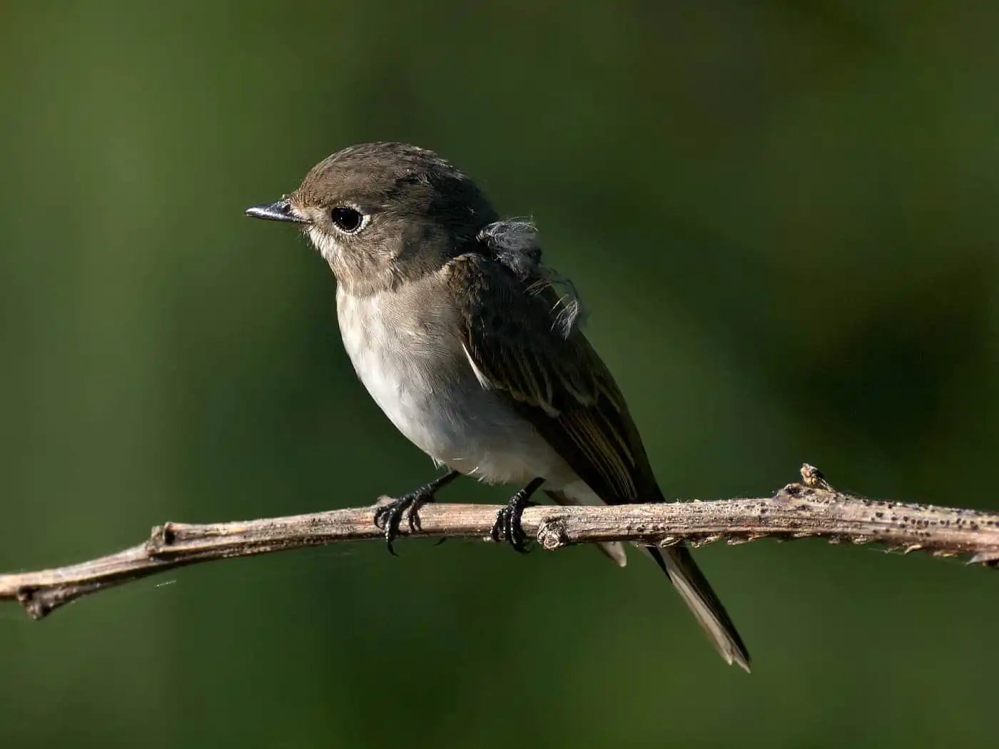 野鳥・コサメビタキの写真画像