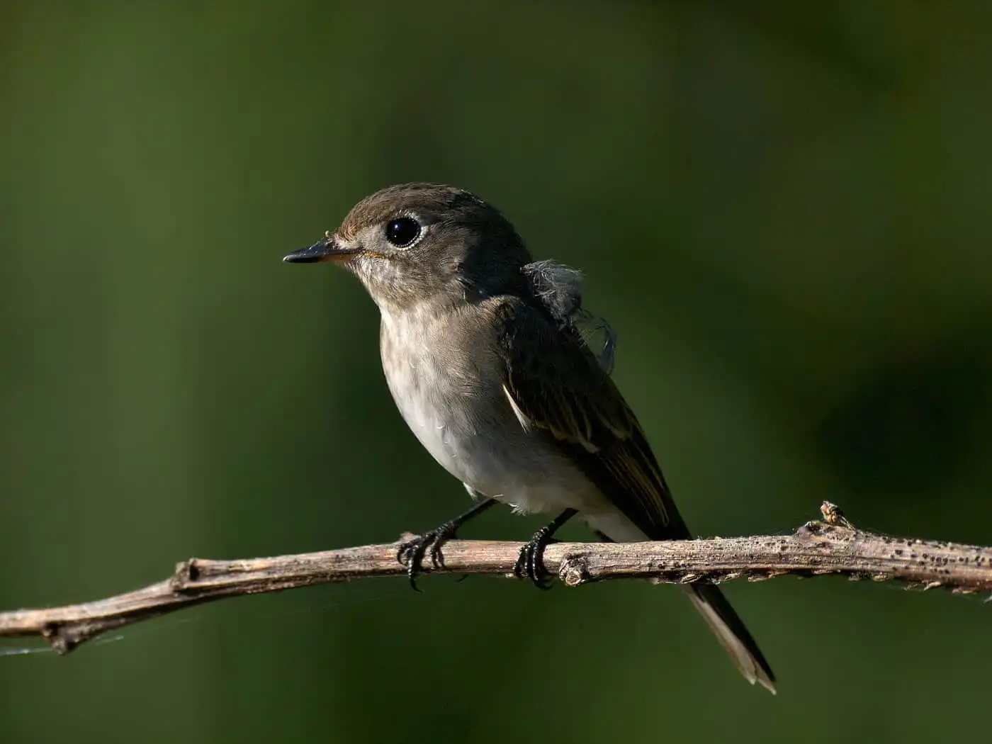 野鳥・コサメビタキの写真画像