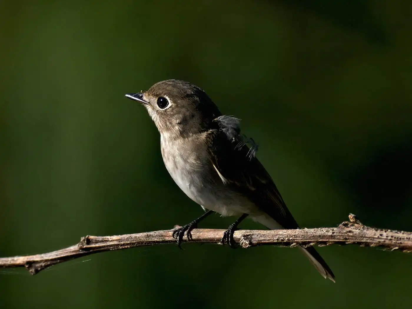 野鳥・コサメビタキの写真画像