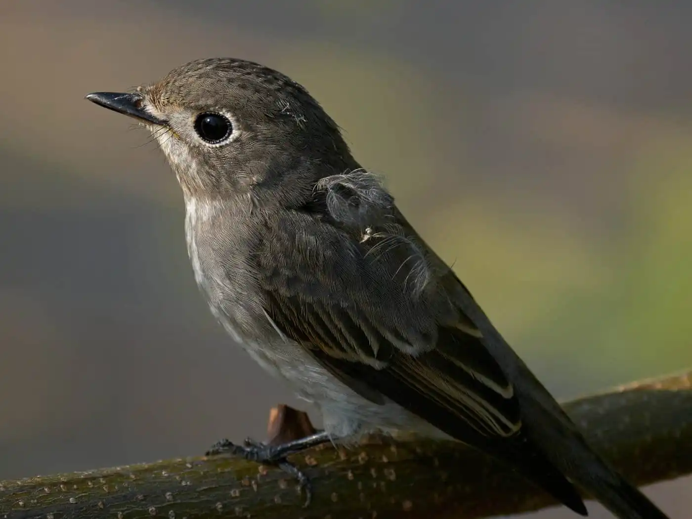 野鳥・コサメビタキの写真画像