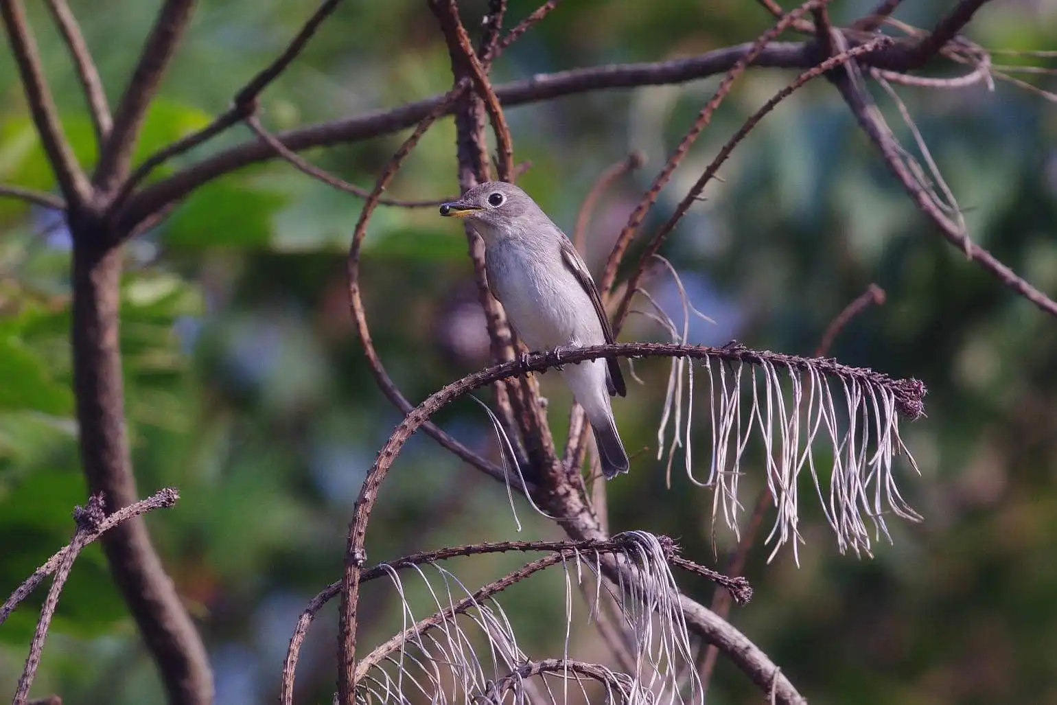 野鳥・コサメビタキの写真画像