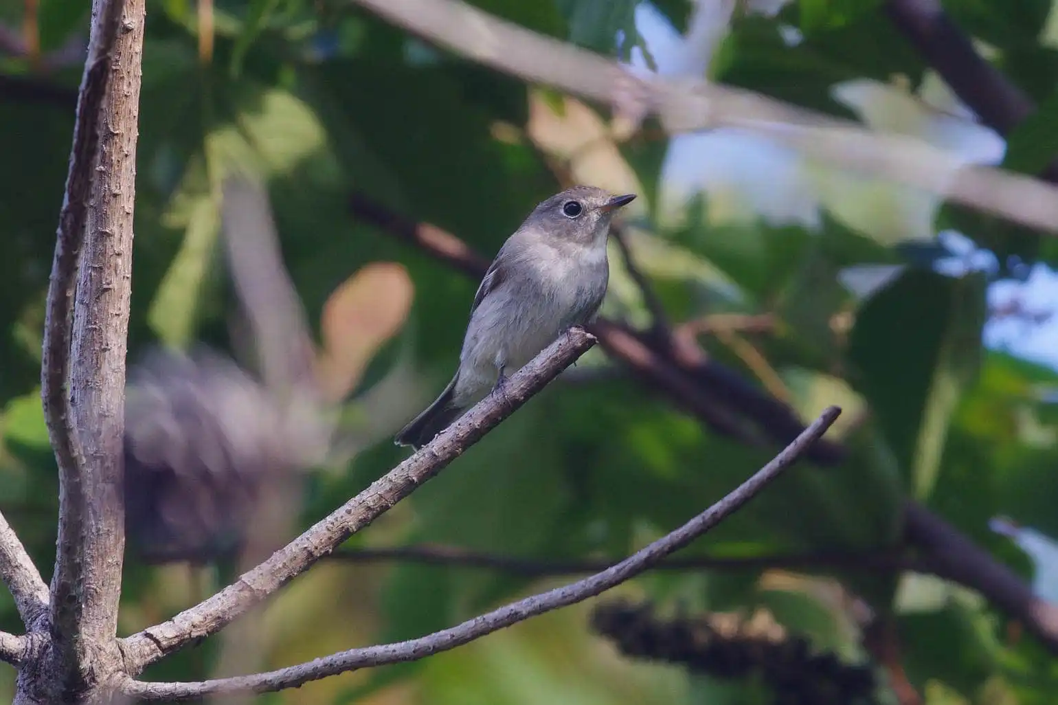 野鳥・コサメビタキの写真画像