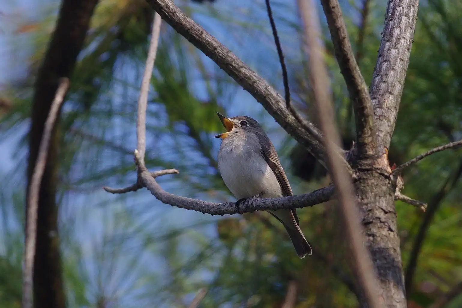 野鳥・コサメビタキの写真画像
