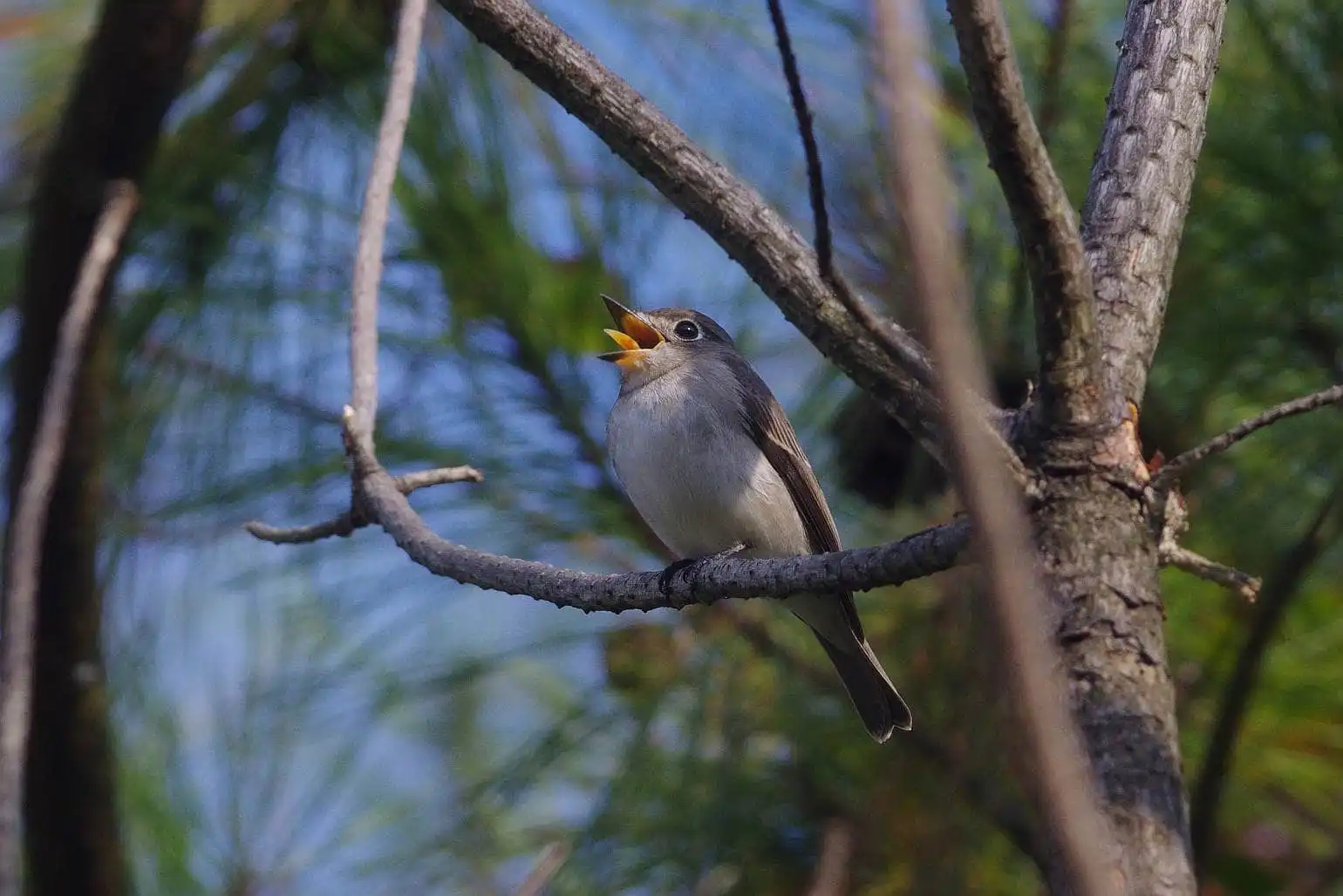 野鳥・コサメビタキの写真画像