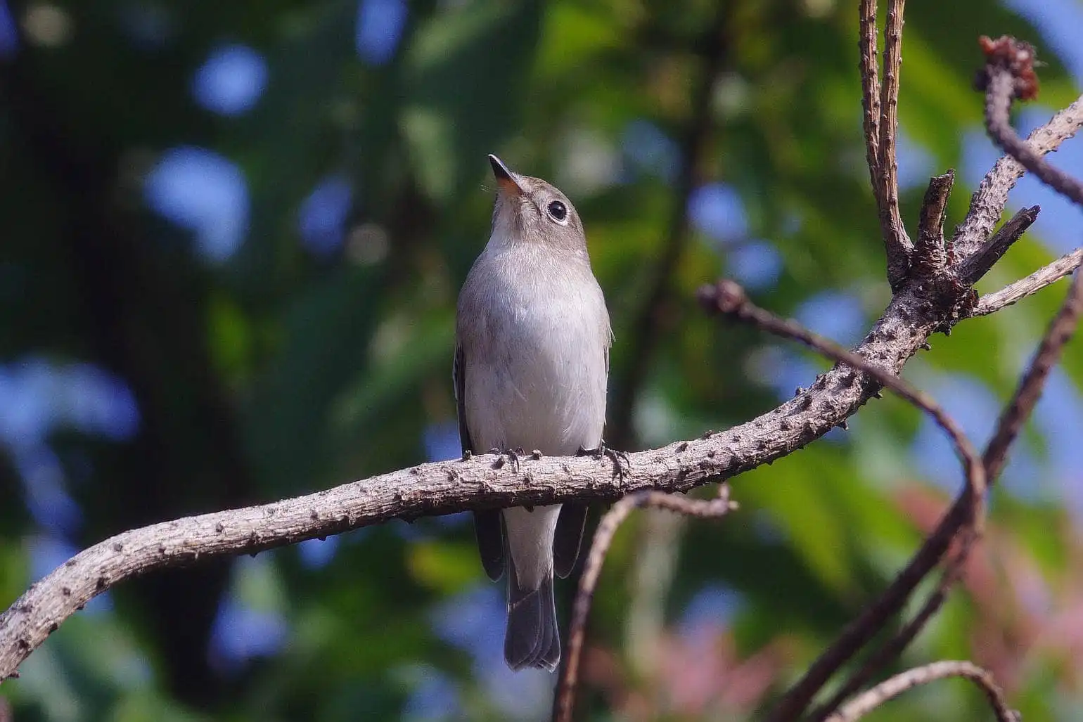 野鳥・コサメビタキの写真画像