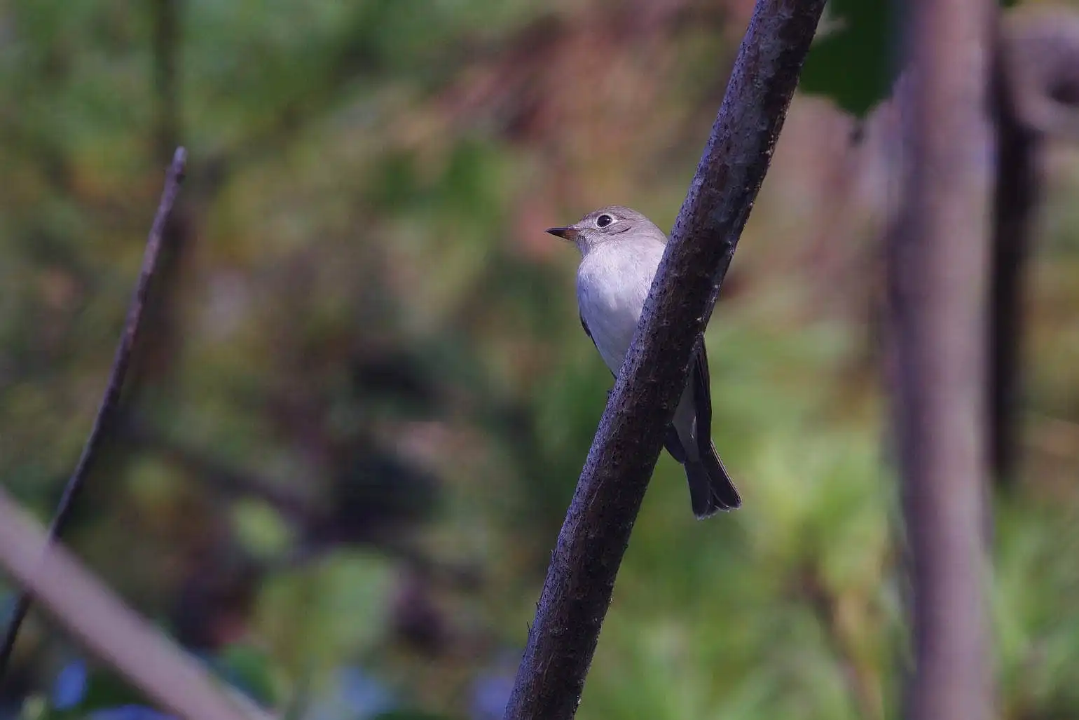 野鳥・コサメビタキの写真画像