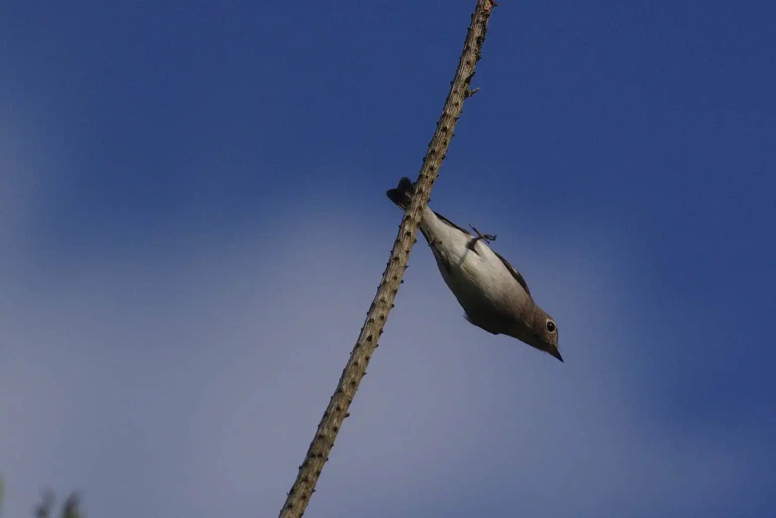 野鳥・コサメビタキの写真画像