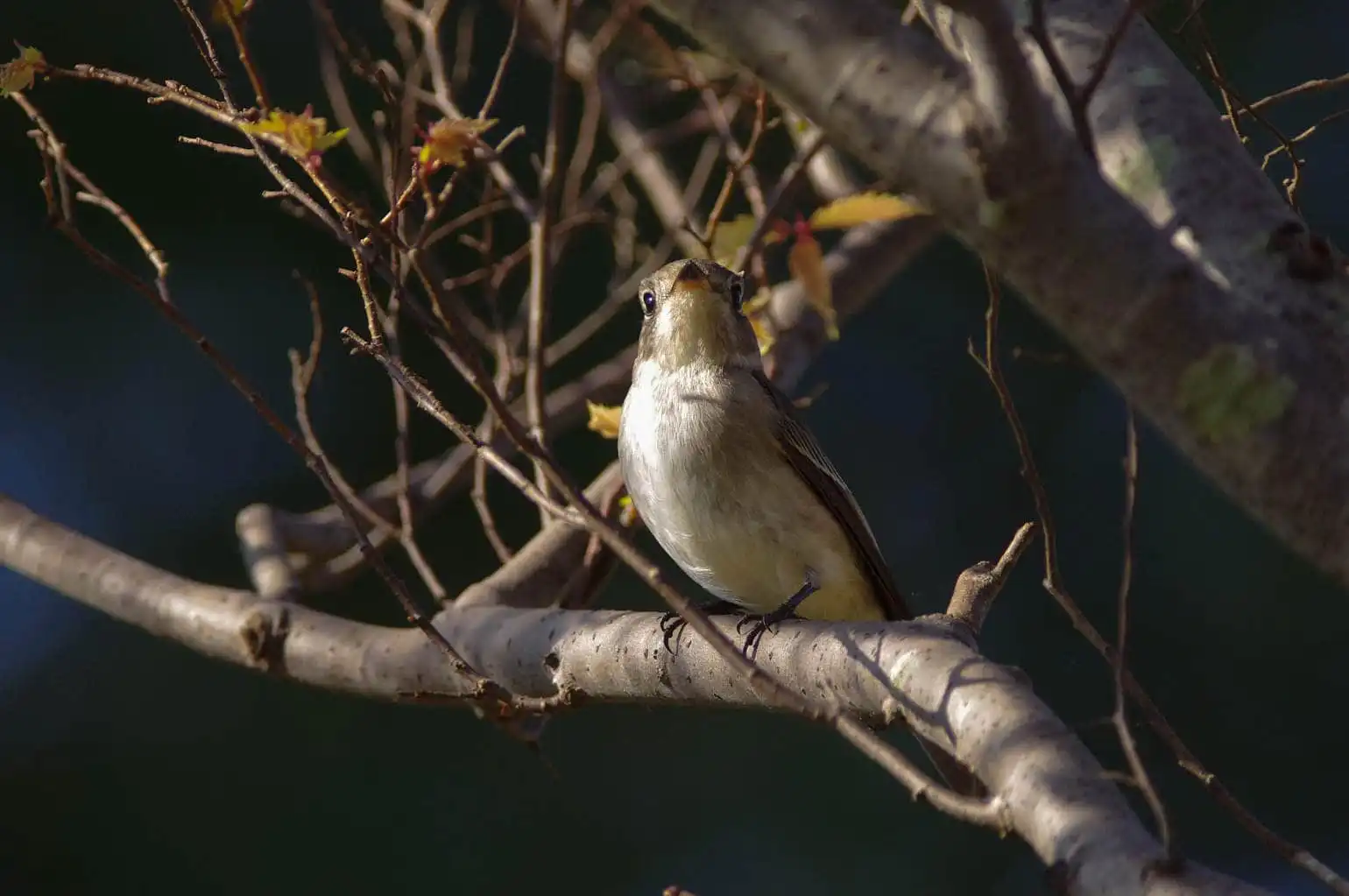 野鳥・コサメビタキの写真画像