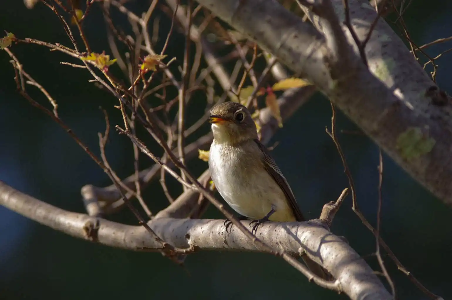 野鳥・コサメビタキの写真画像