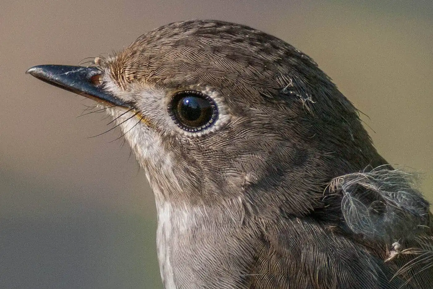 野鳥・コサメビタキの写真画像