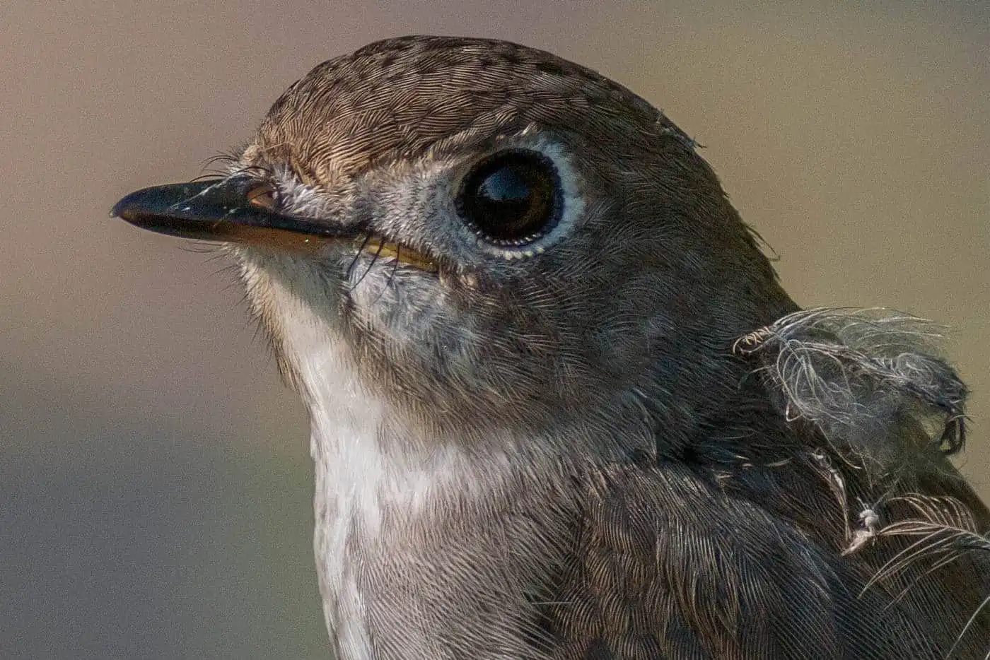 野鳥・コサメビタキの写真画像