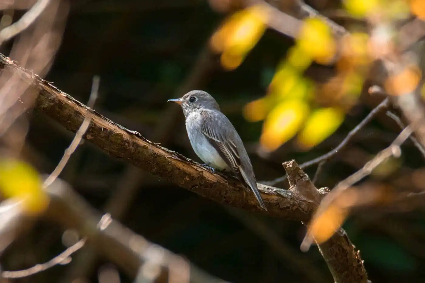 野鳥・コサメビタキの写真画像