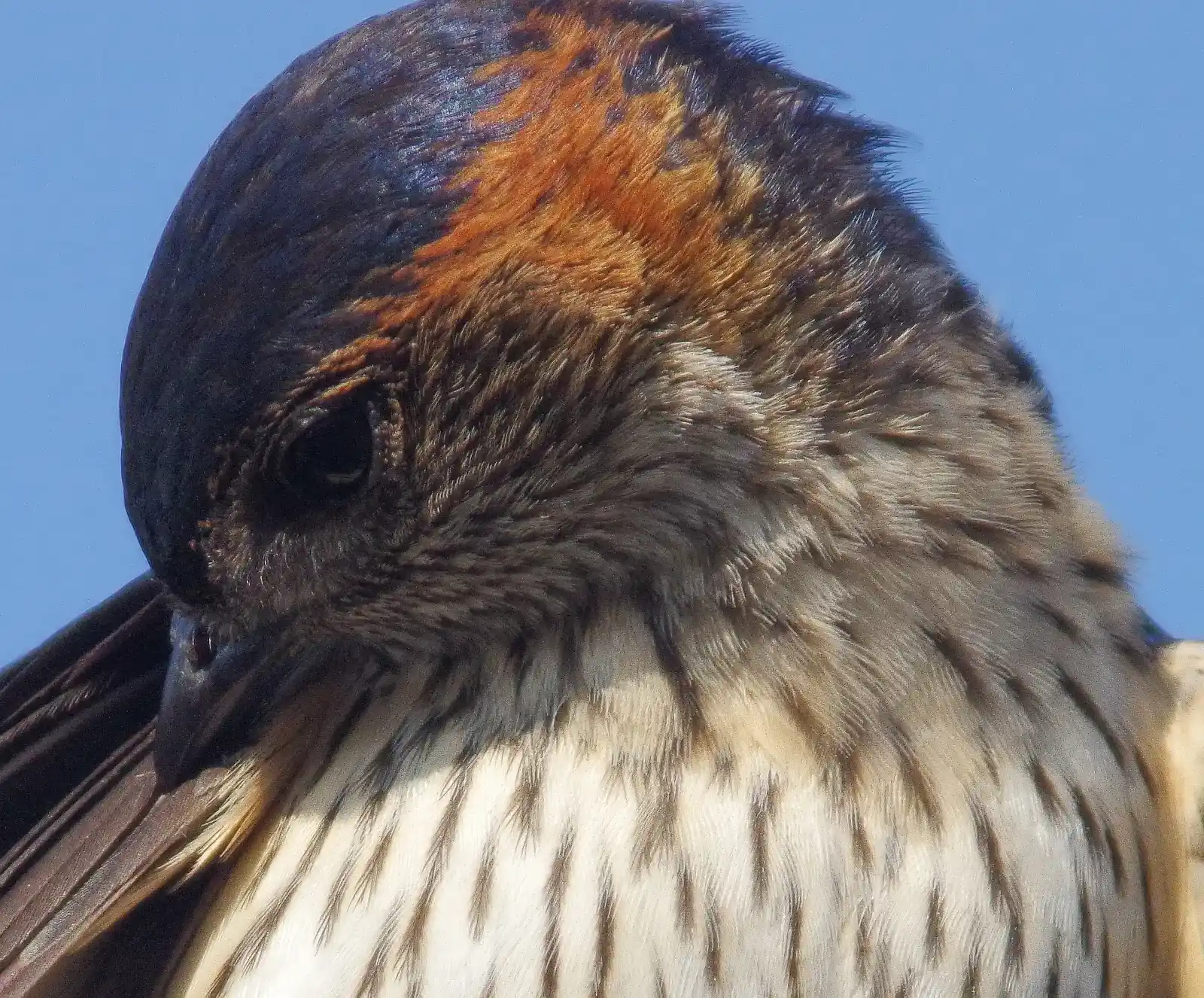 野鳥写真・コシアカツバメの写真