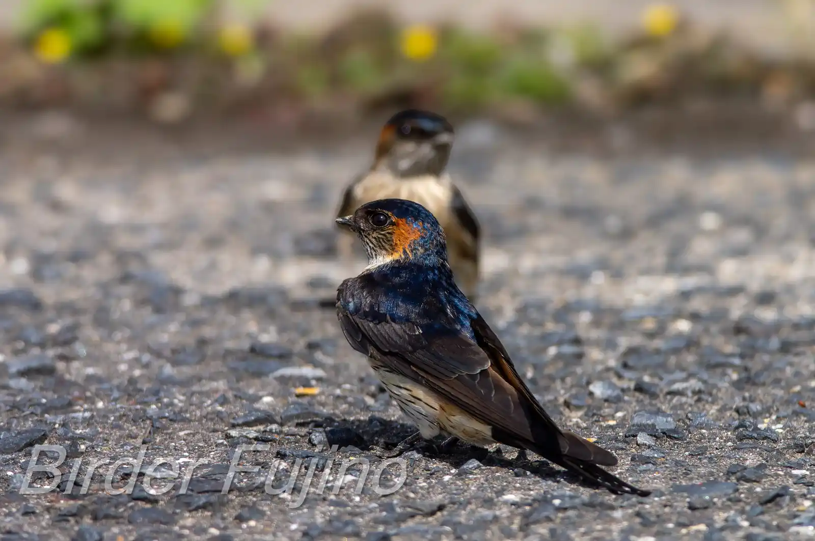 野鳥写真・コシアカツバメの写真