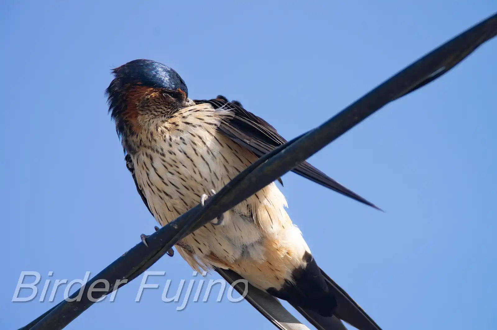 野鳥写真・コシアカツバメの写真