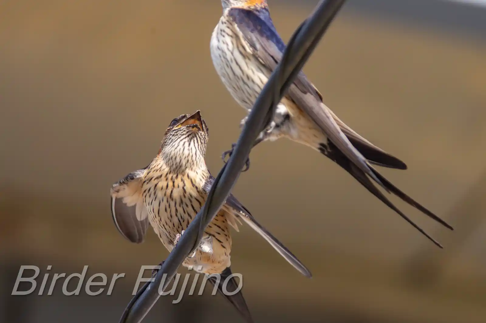 野鳥写真・コシアカツバメの写真