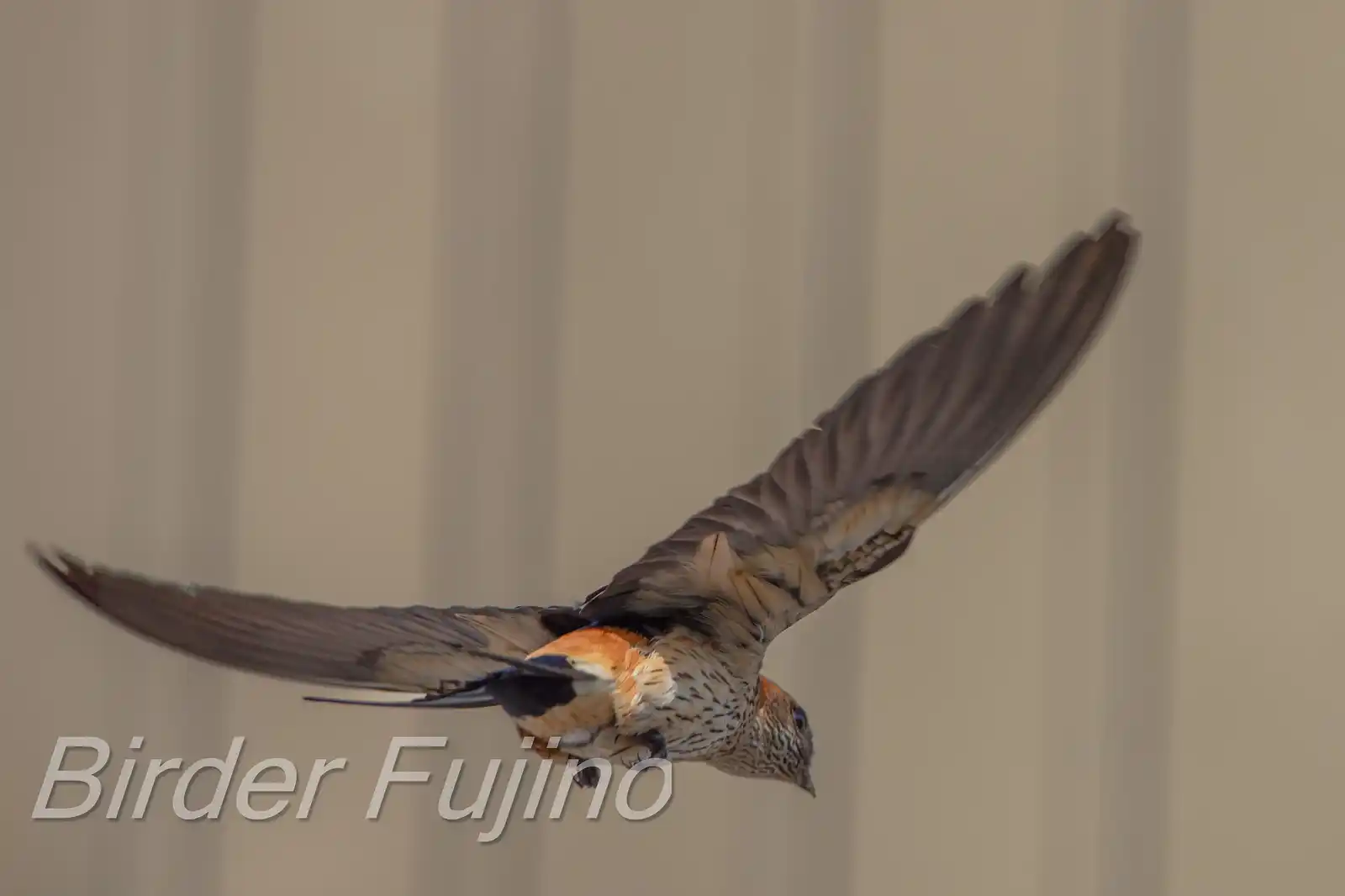 野鳥写真・コシアカツバメの写真