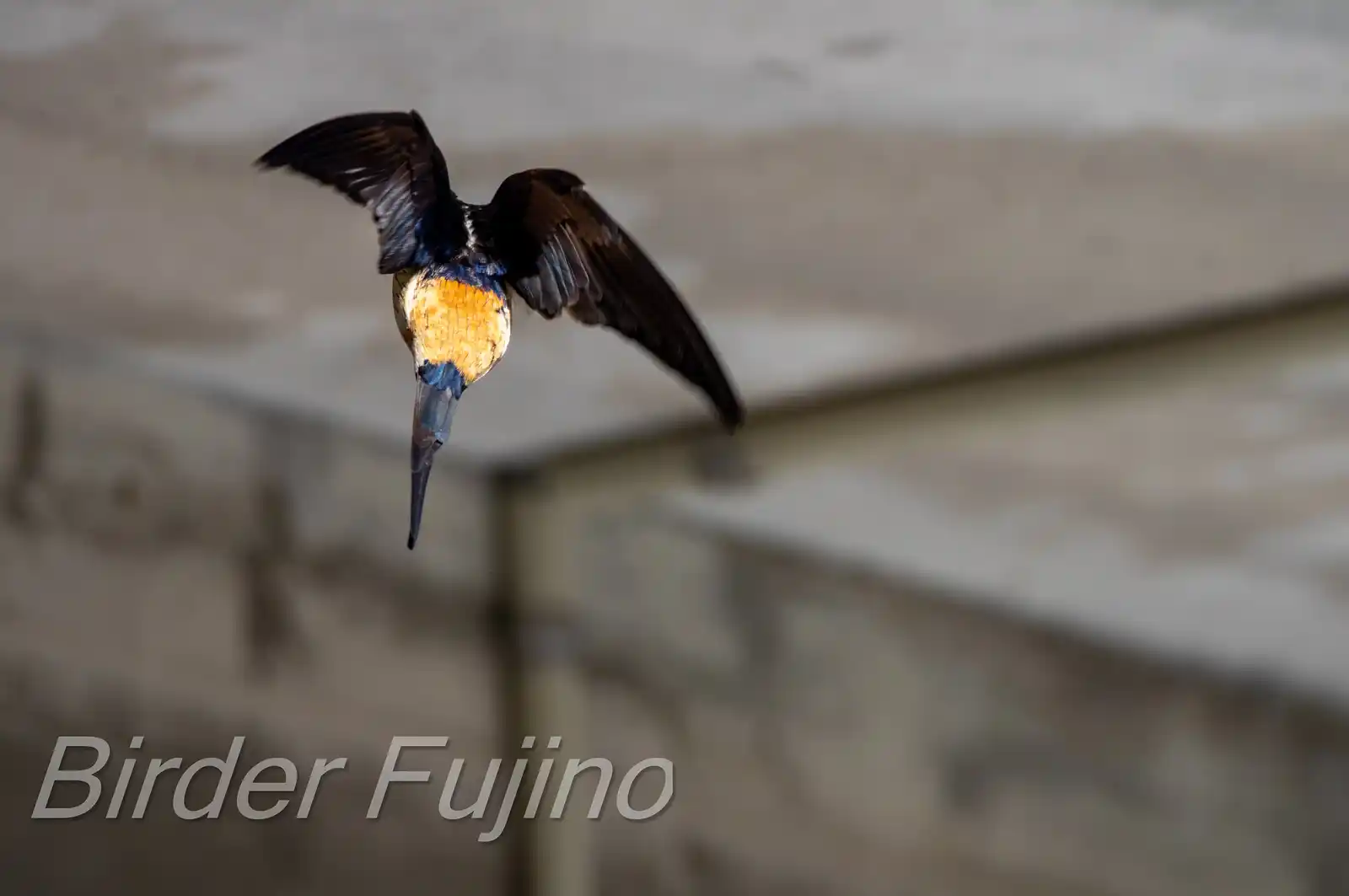 野鳥写真・コシアカツバメの写真