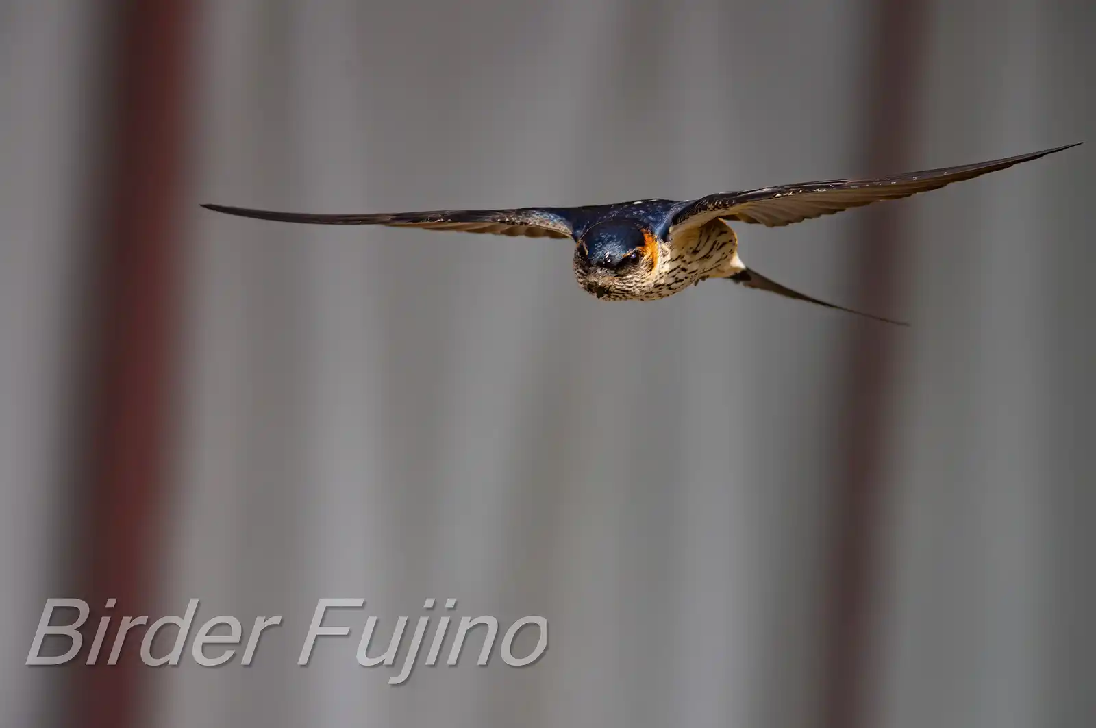 野鳥写真・コシアカツバメの写真