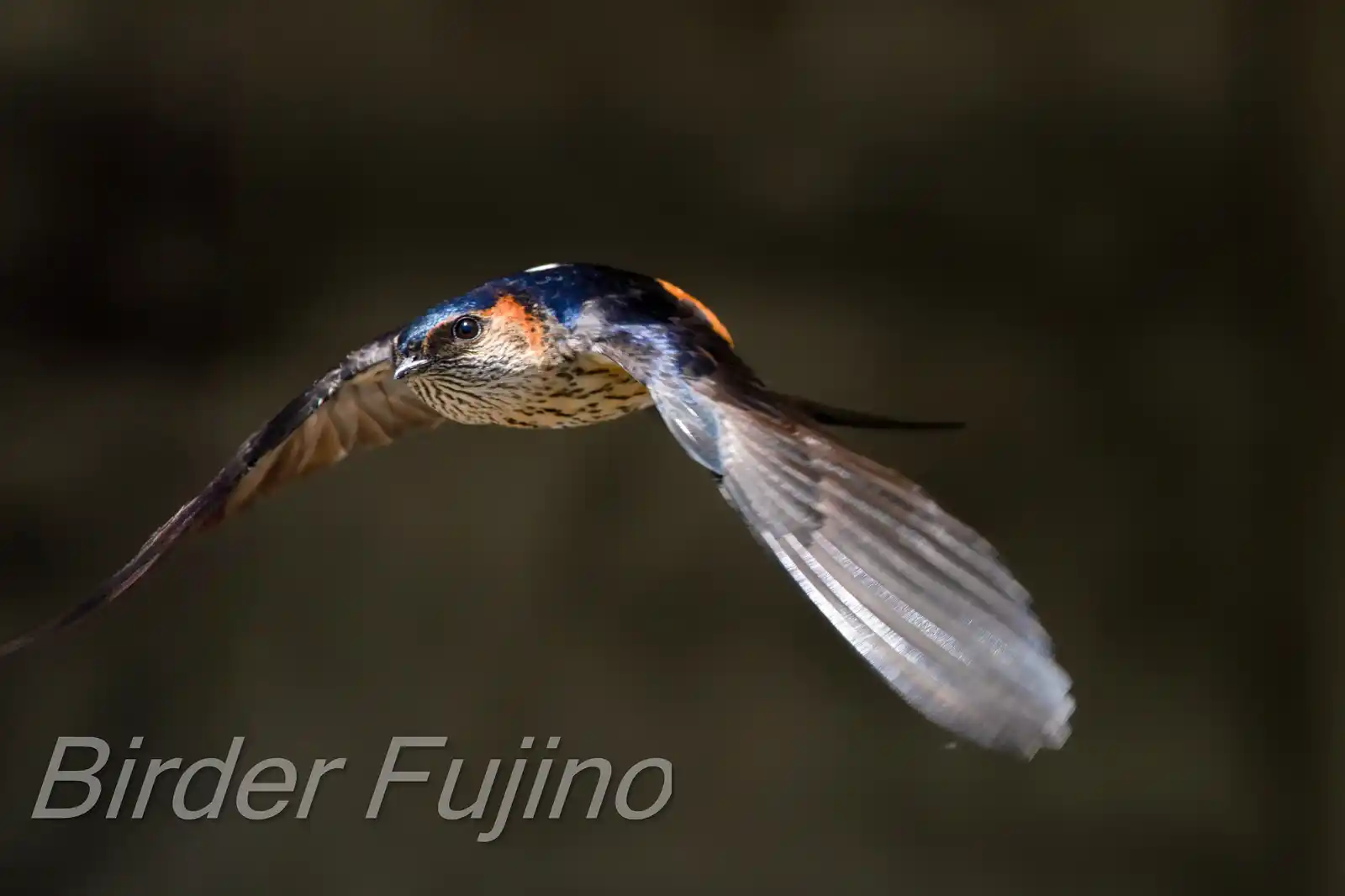 野鳥写真・コシアカツバメの写真