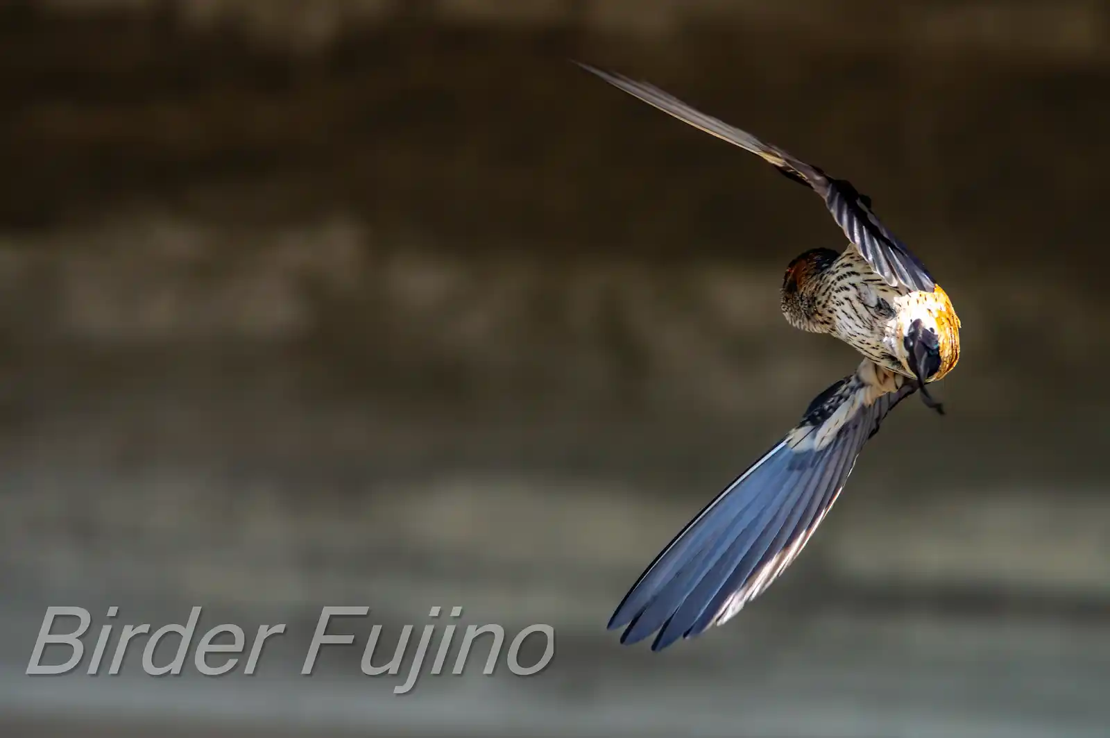 野鳥写真・コシアカツバメの写真