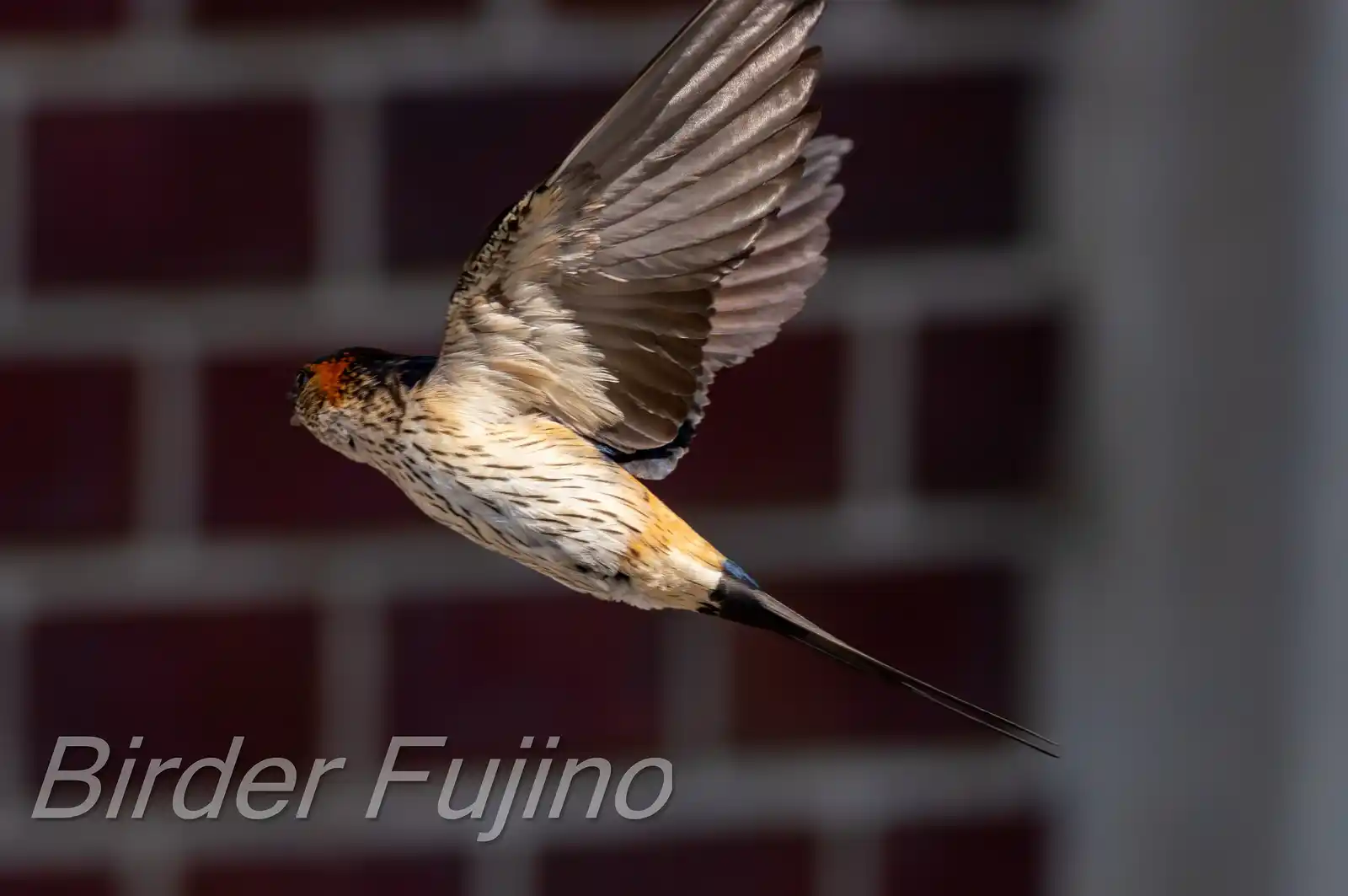 野鳥写真・コシアカツバメの写真