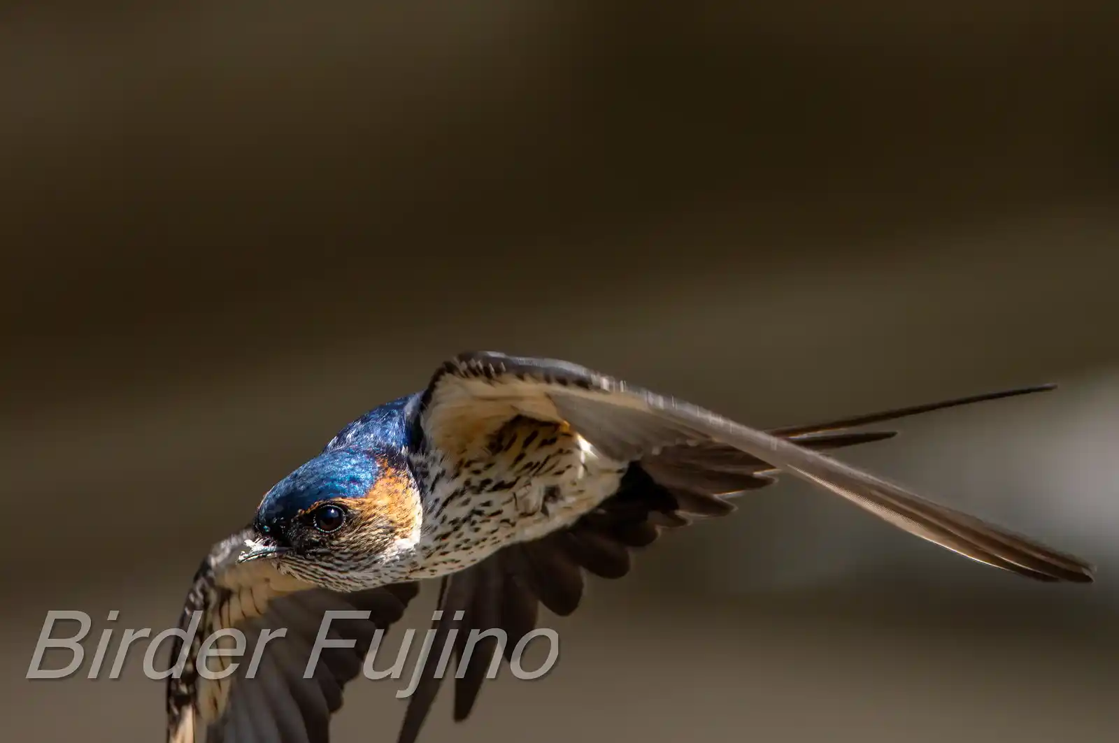 野鳥写真・コシアカツバメの写真