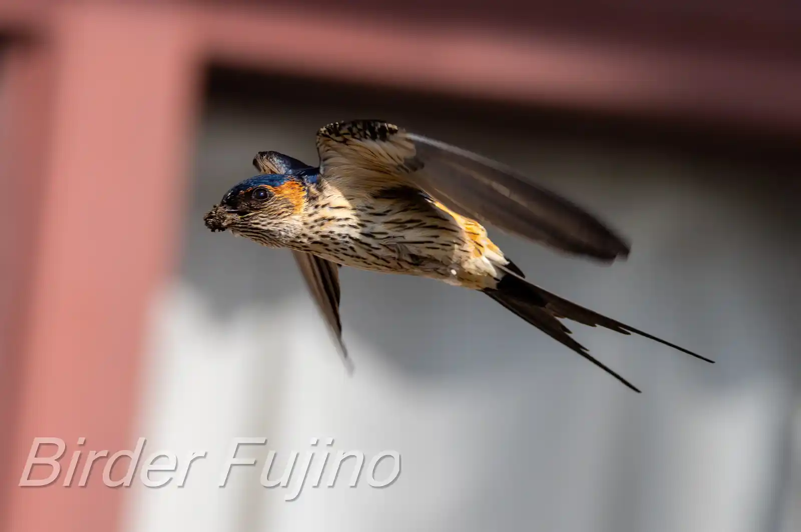 野鳥写真・コシアカツバメの写真