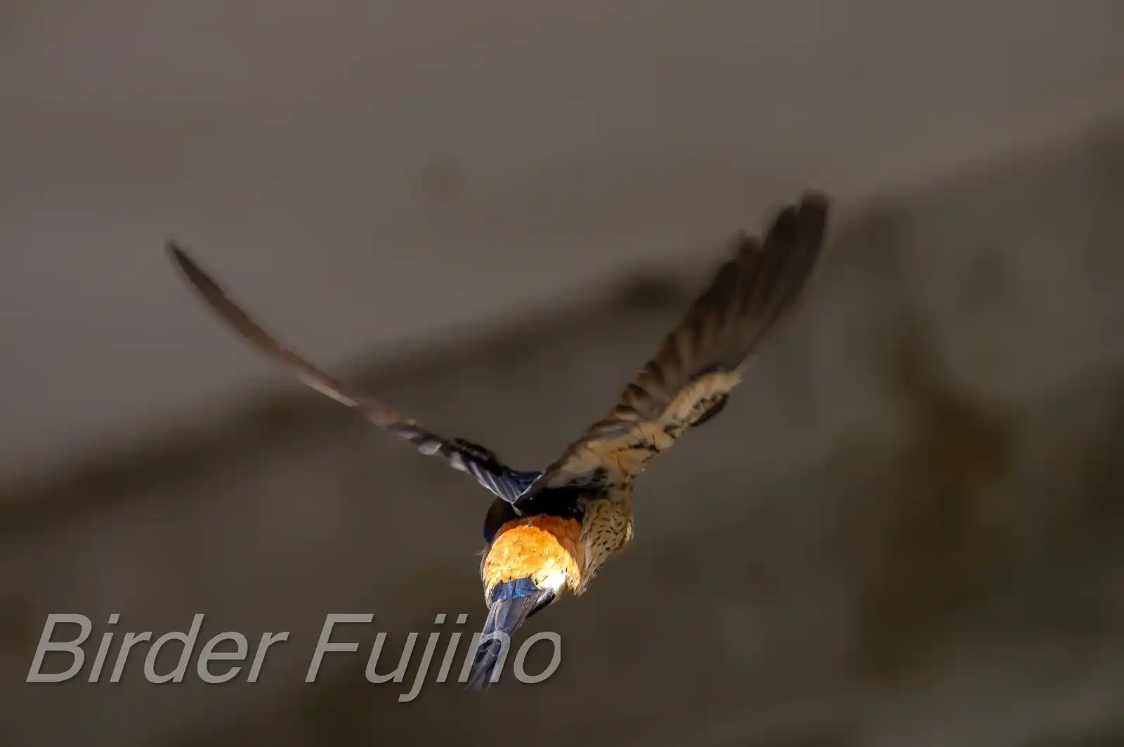 野鳥写真・コシアカツバメの写真