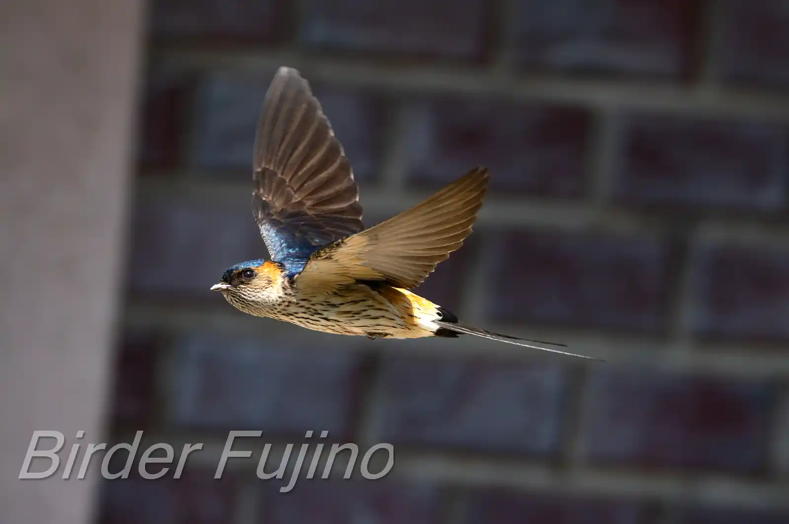 野鳥写真・コシアカツバメの写真