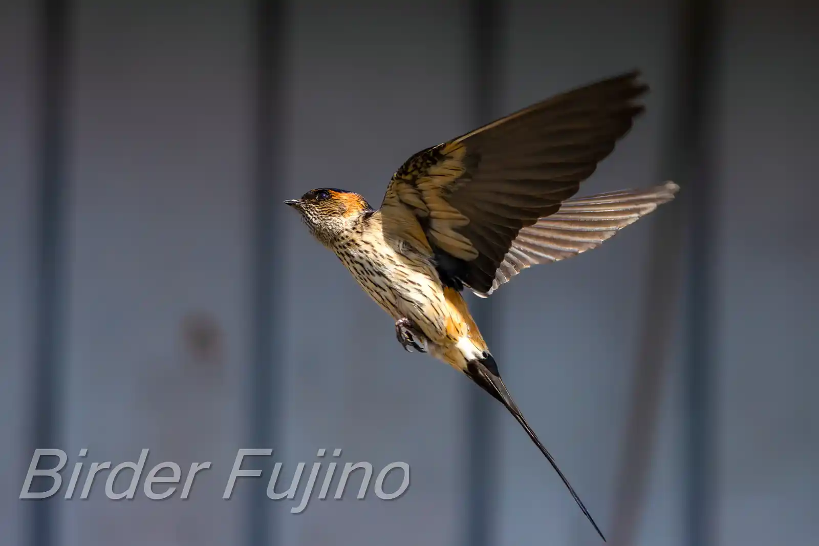 野鳥写真・コシアカツバメの写真