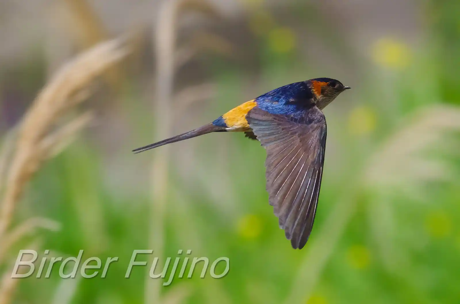 野鳥写真・コシアカツバメの写真