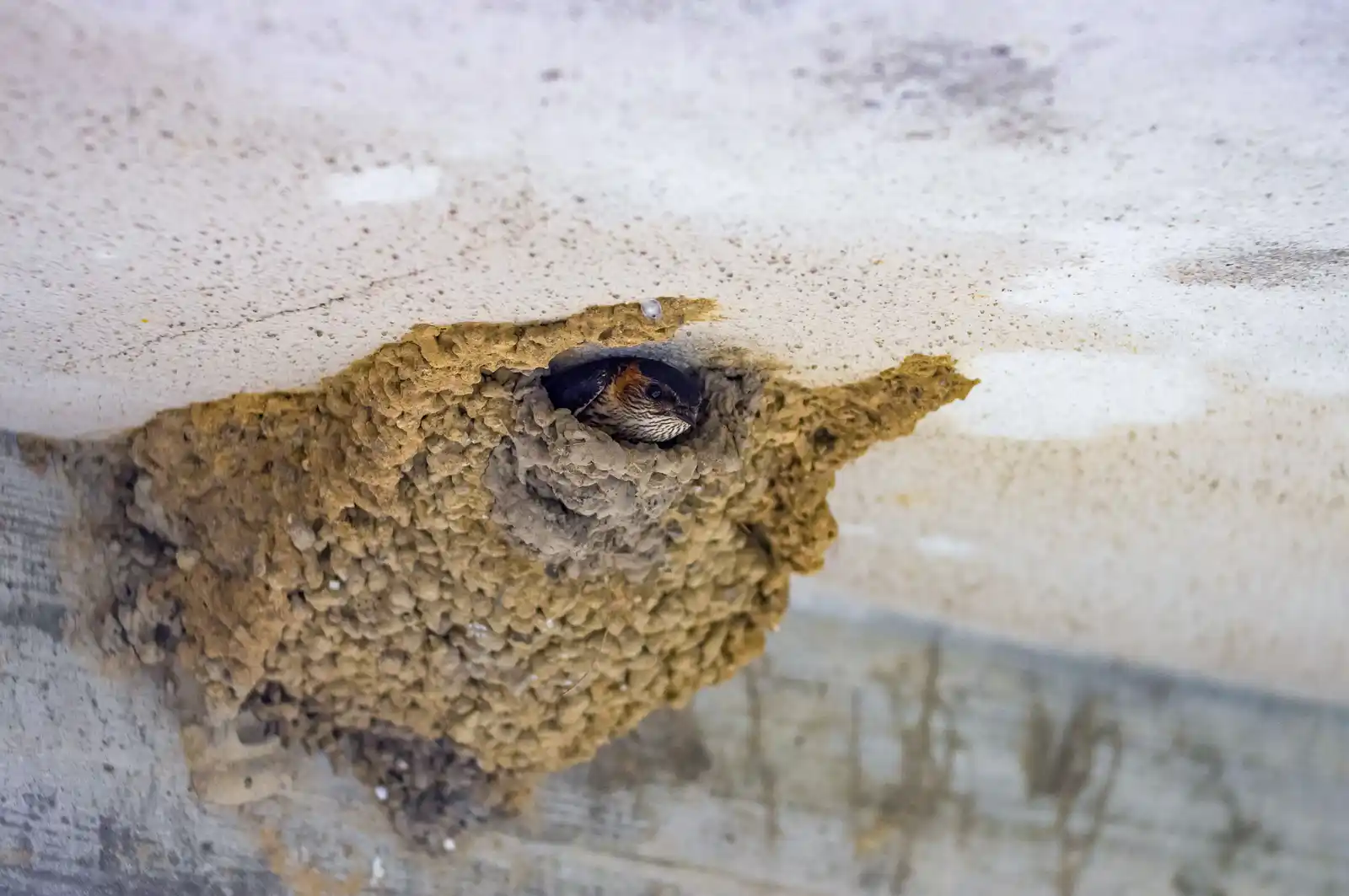 野鳥写真・コシアカツバメの写真