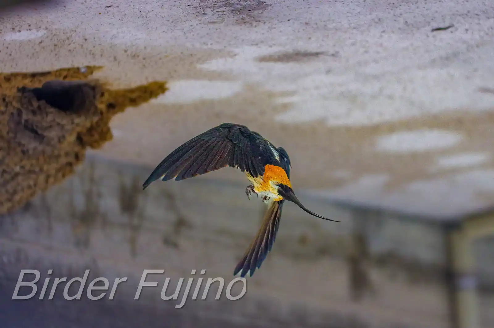 野鳥写真・コシアカツバメの写真