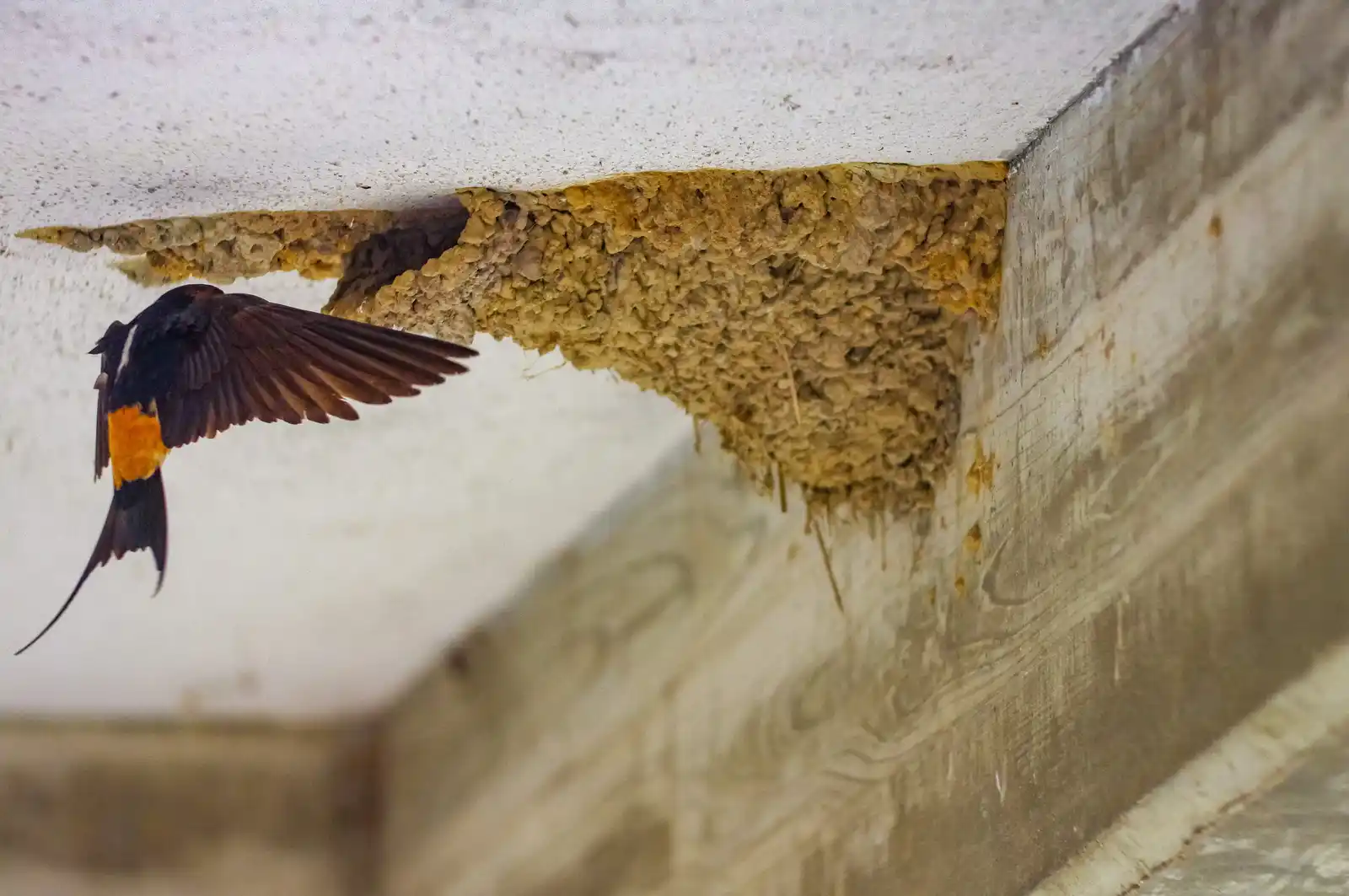 野鳥写真・コシアカツバメの写真