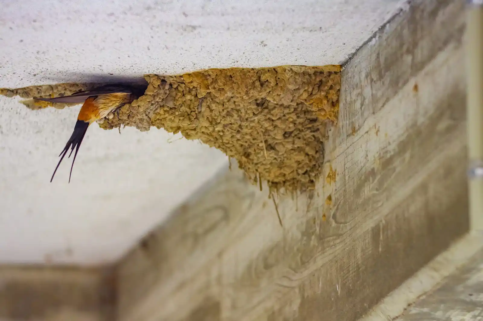 野鳥写真・コシアカツバメの写真