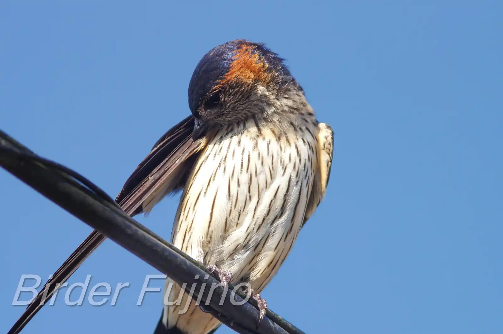 野鳥写真・コシアカツバメの写真